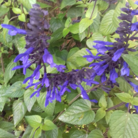 Dahlia & Salvia border, 4.5m2