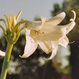 Crinum x powellii 'Album'