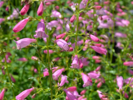 Penstemon 'Evelyn'