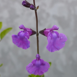 Salvia ‘Salvinio Lilac’ ®