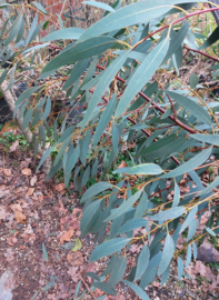Eucalyptus glaucescens  x  Eucalyptus gunnii  (Eucalyptus glaugun)