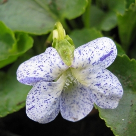 Viola sororia 'Freckles'