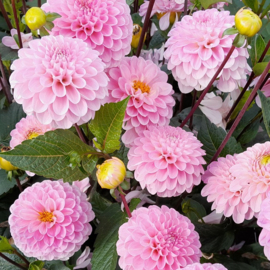 Dahlia 'Wizard of Oz'