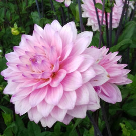 Dahlia 'Karma Prospero'®