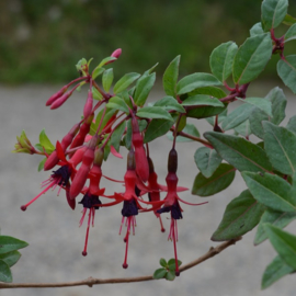 Fuchsia 'Chenois  Godelieve'