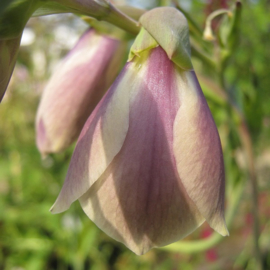 Gladiolus papilio