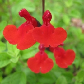 Salvia 'Royal Bumble'