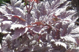 Actaea simplex 'Pink Spike' (Cimicifuga)