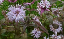 Monarda bradburyana