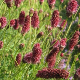 Sanguisorba 'Sangria'