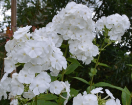 Phlox paniculata 'Snow Clouds'