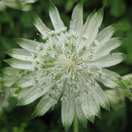 Astrantia major 'Superstar' PBR  (syn  'White Giant')