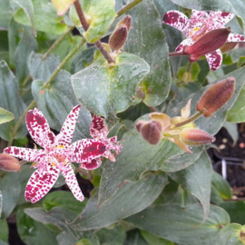 Tricyrtis  formosana