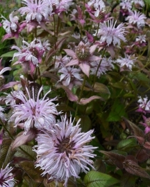 Monarda bradburyana