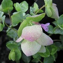 Origanum 'Kent Beauty'