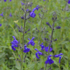 Salvia microphylla 'Blue Monrovia'