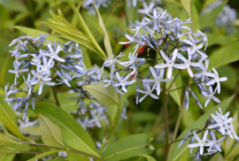 Amsonia tabernaemontana