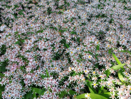 Aster divaricatus 'Beth Chatto'