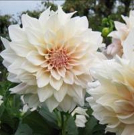 Dahlia 'Cafe au Lait'