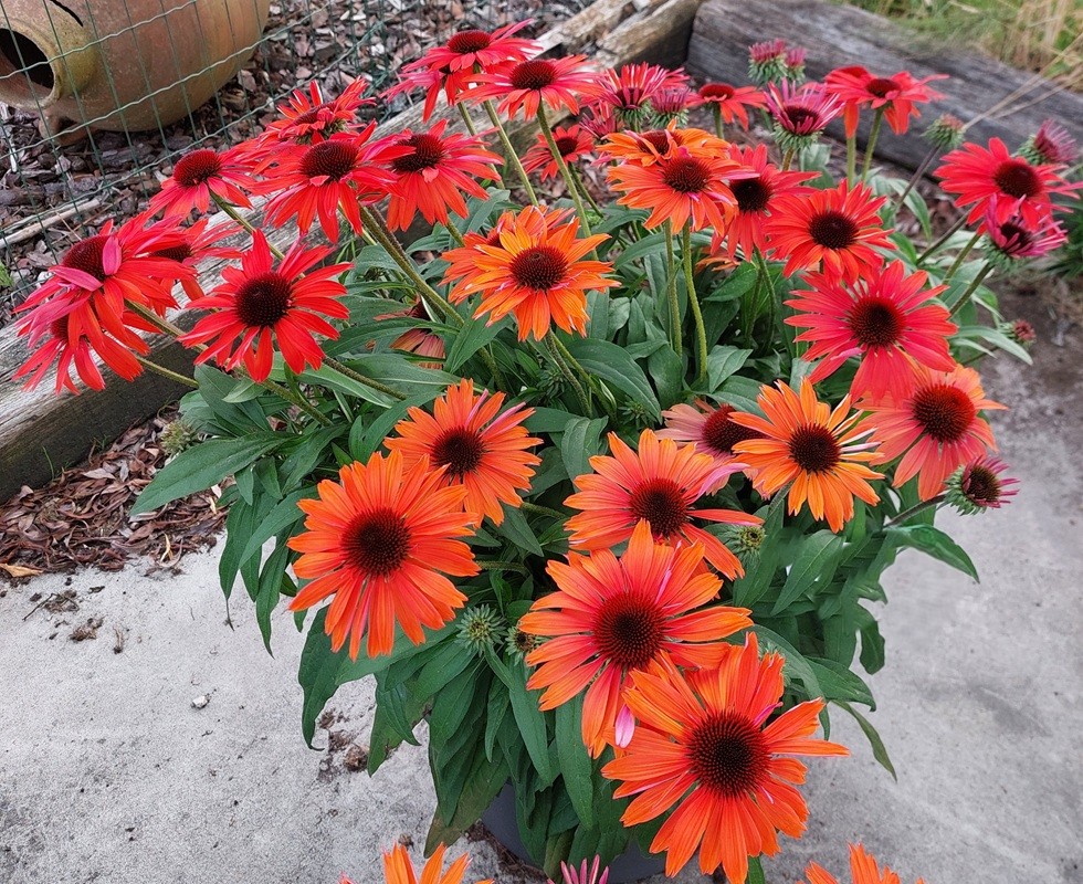 Echinacea SunMagic®  'Vintage Orange'