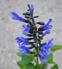 Salvia 'Lake McKenzie' ®