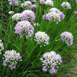Allium  senescens 'Summer Beauty'
