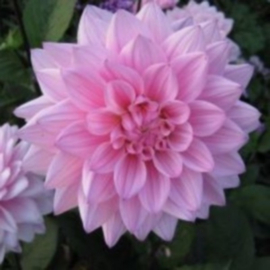 Dahlia 'Karma Prospero'®