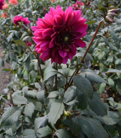 Dahlia 'Purple Haze'