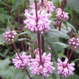 Phlomis tuberosa