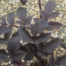 Angelica sylvestris 'Vicar's Mead'