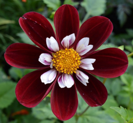 Dahlia 'Mary Evelyn'