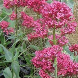 Centranthus ruber