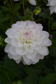 Dahlia 'Eveline'