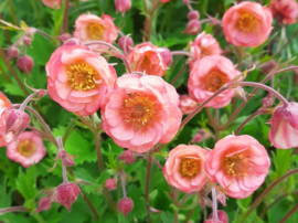 Geum 'Salmon Delight'
