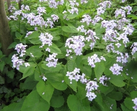 Lunaria rediviva