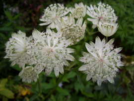 Astrantia major 'Superstar' PBR  (syn  'White Giant')