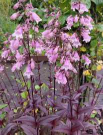 Borderpakket Rose volle zon, 4.5m2
