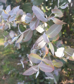 Eucalyptus neglecta
