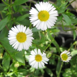 Erigeron karvinskianus