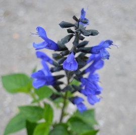 Salvia 'Lake McKenzie' ®