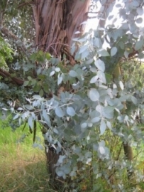 Eucalyptus glaucescens