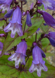 Penstemon smallii