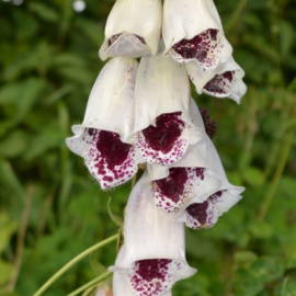 Digitalis purpurea 'Pams Choice'