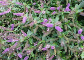 Hebe 'Midsummer Beauty'