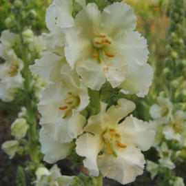 Verbascum 'Spica'