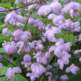 Thalictrum 'Splendide' (PBR)