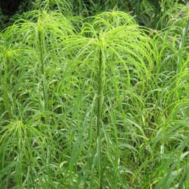 Helianthus salicifolius