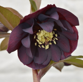 Helleborus x hybridus  'double Purple-Black Pride' strain