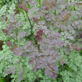 Thalictrum 'Elin'