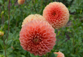 Dahlia 'Jowey Linda'
